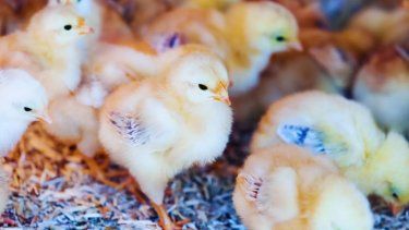 La tecnología biológica en avicultura mejoró la salud intestinal, hepática e inmunológica de los pollos de engorde.