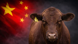 La fiebre aftosa en China podría reconfigurar el tablero global del mercado cárnico. La fiebre aftosa en China podría reconfigurar el tablero global del mercado cárnico.