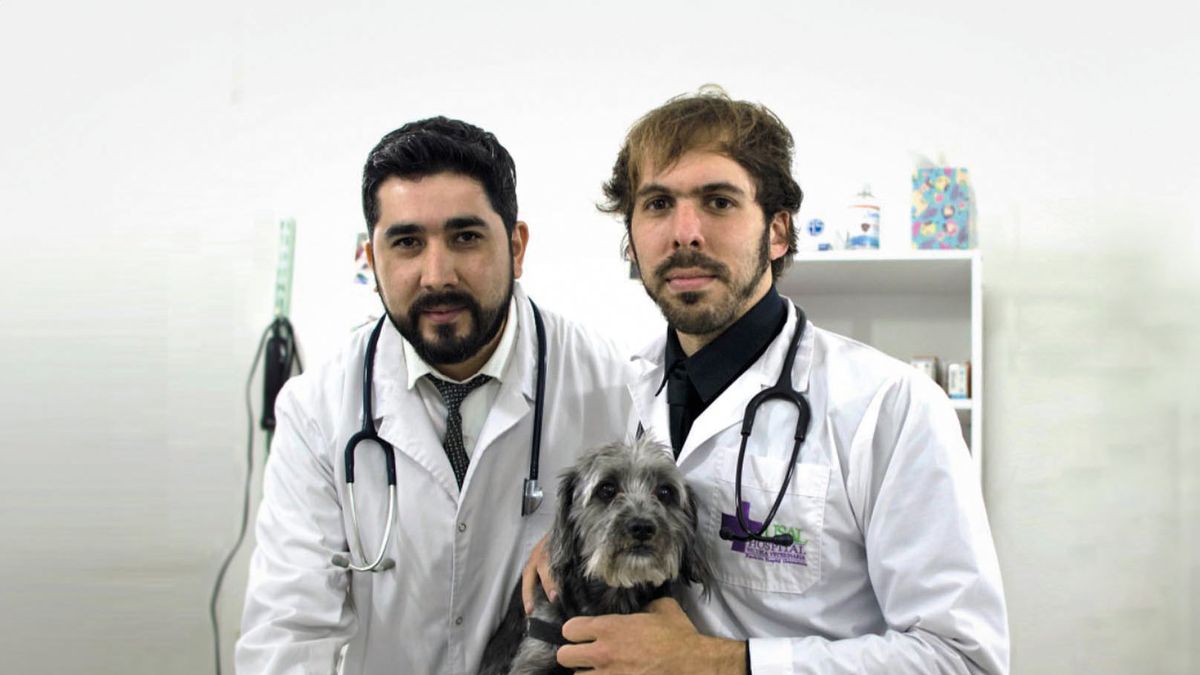 Veterinary medicine needs teamwork