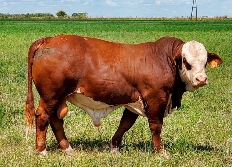 La raza Braford es una de las cuatro razas de carne más difundidas en las zonas ganaderas de la Argentina.