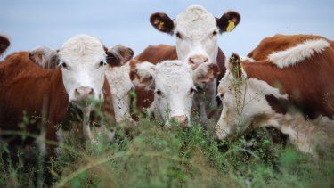 Baja el porcentaje de preñez bovina.