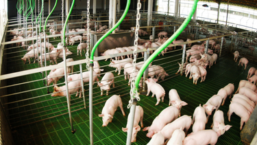 La producción porcina argentina consolida su crecimiento con más escala y eficiencia.