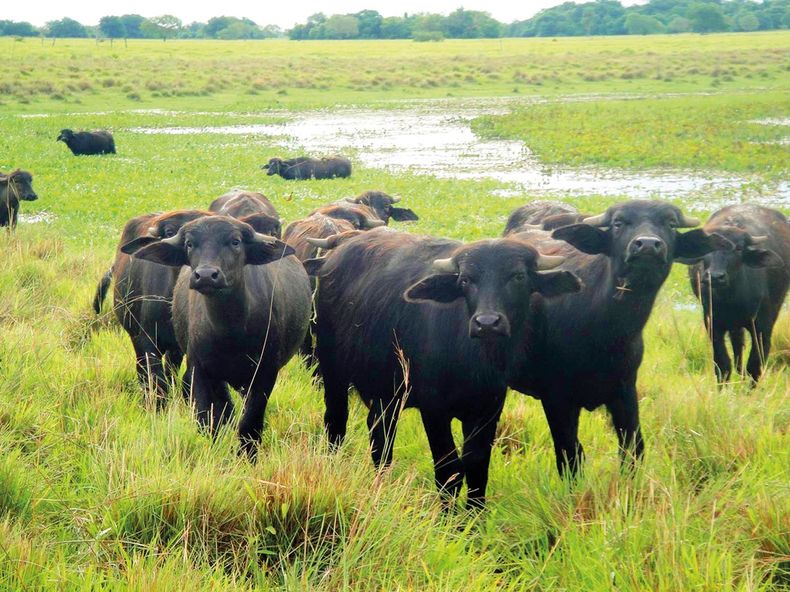 Búfalos en auge: carne magra, nutritiva y sustentable.