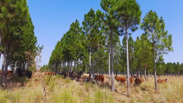 Los investigadoresevalúan cómo responden los sistemas silvopastoriles frente al cambio climático como la sequía.