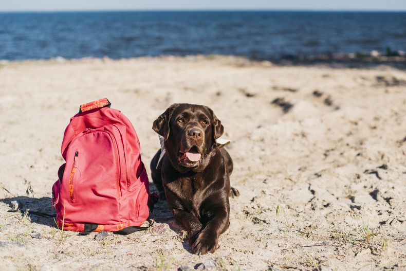 Desde el CVPBA remarcaron que cuidar el pelo de los animales de compañía, es fundamental para ayudarlos a regular su temperatura.