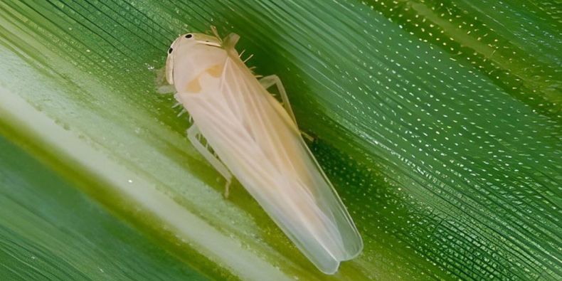 La chicharrita comienza a mostrar un patrón de comportamiento.