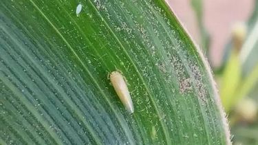 La chicharrita, una plaga que ha afectado gravemente a los cultivos de maíz en la región.