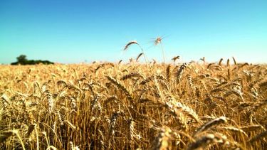 Las condiciones climáticas adversas postergan la siembra de trigo en el país, afectando las proyecciones de la campaña agrícola.