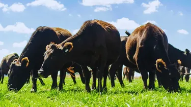 Nueva propuesta del IPCVA para capacitar al sector ganadero.