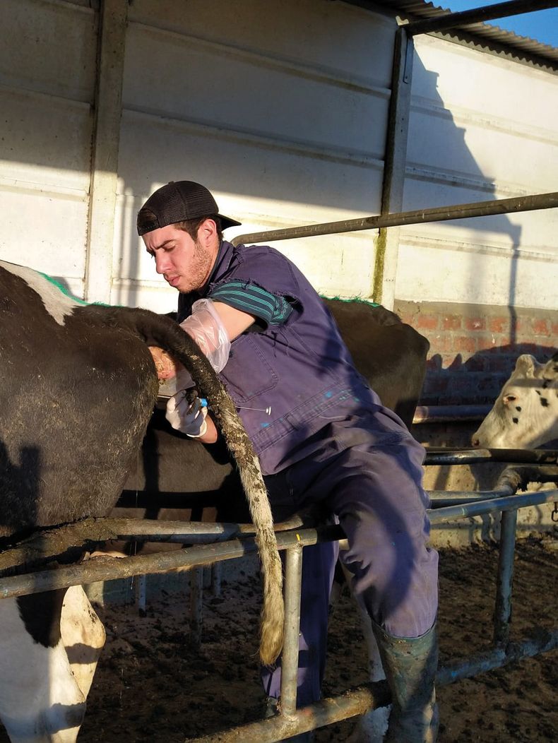 Cuando Los Veterinarios Aplican El Plan Sanitario, Se Logran Más Terneros