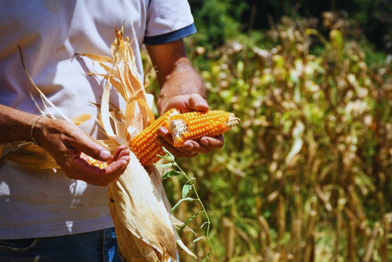 Maíz Bautista INTA: nueva variedad para agricultura y alimentación animal.