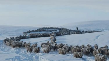 Producción ovina. Temen que el clima empeore y sepulte a los animales.