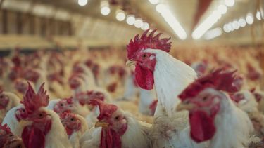 La irrupción de la influenza aviar en aves comerciales será notificada a la OMSA.