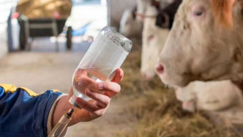 La resistencia antimicrobiana se presenta como una de las mayores amenazas globales para la salud pública y animal.