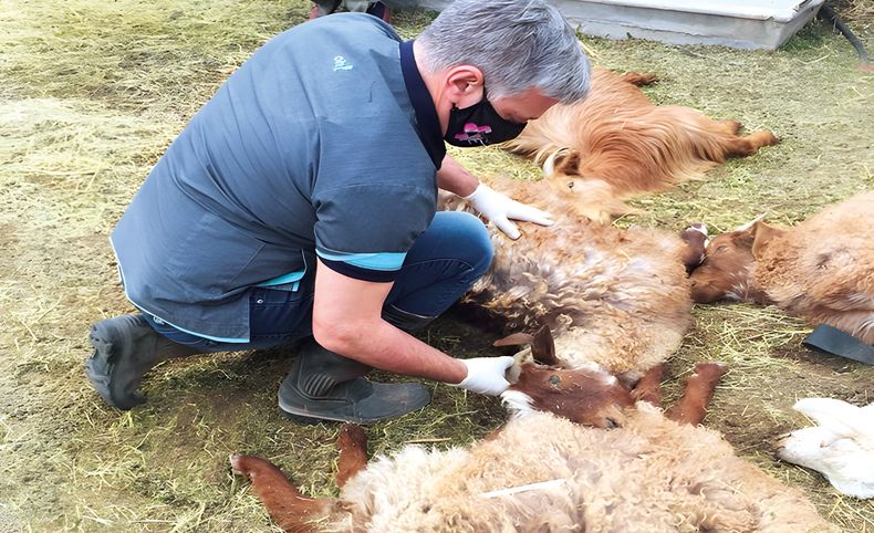 El médico veterinario forense Sergio Gómez, en pleno peritaje.