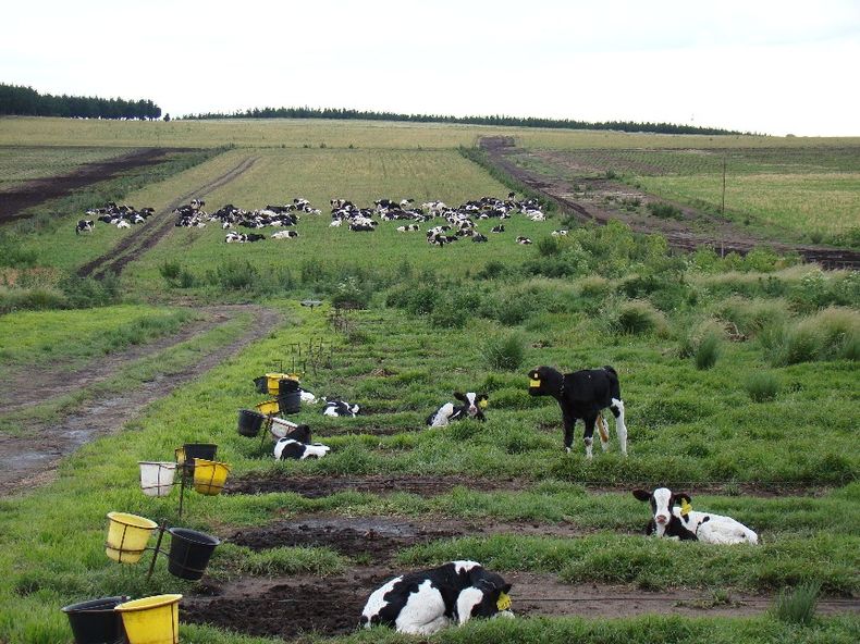 script img crianza_de_terneros_en_guacheras.jpg