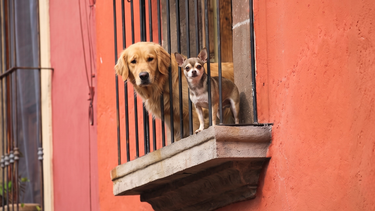 Bienestar animal: desafío en perros grandes y hogares reducidos.