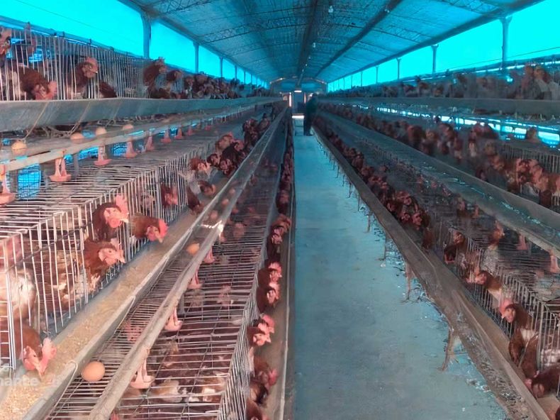 senasa influenza santa ana.jpg