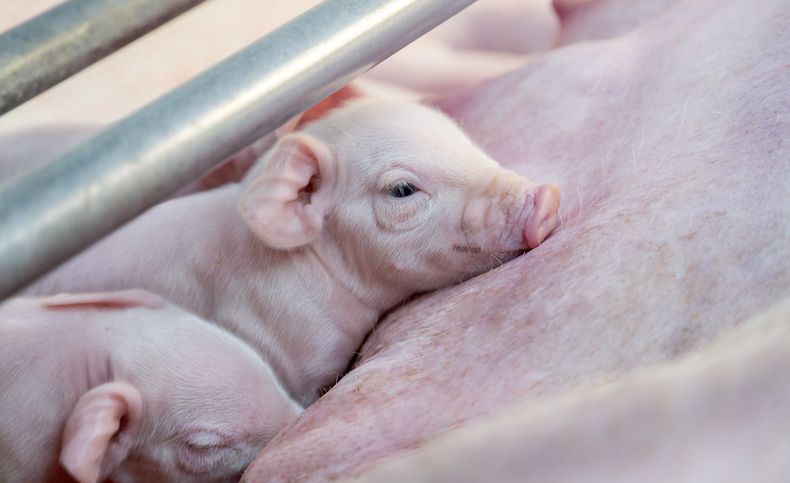 Cada 14 de junio se conmemora el Día de la producción de porcinos.