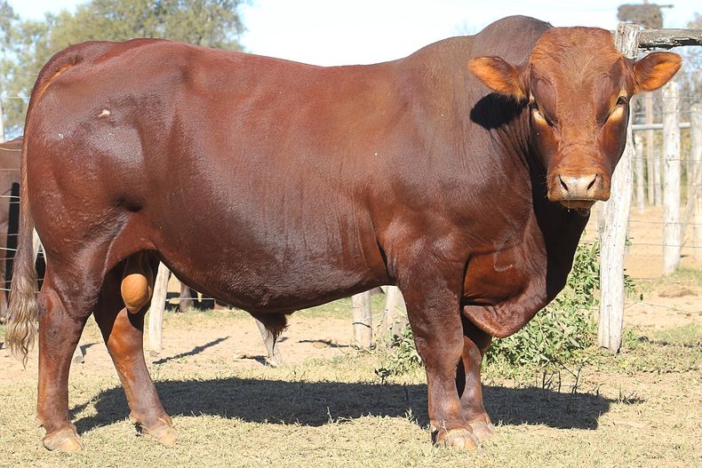 La raza bovina Bonsmara se destaca por su adaptabilidad a distintos ambientes y calidad de carnes.
