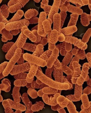 La cepa Lactobacillus salivarius reporta beneficios aplicada a la producción porcina.