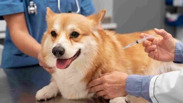 Con la vacunación adecuada, es posible frenar la leptospirosis.