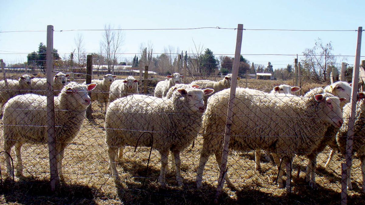 Pampinta, auténticamente argentina