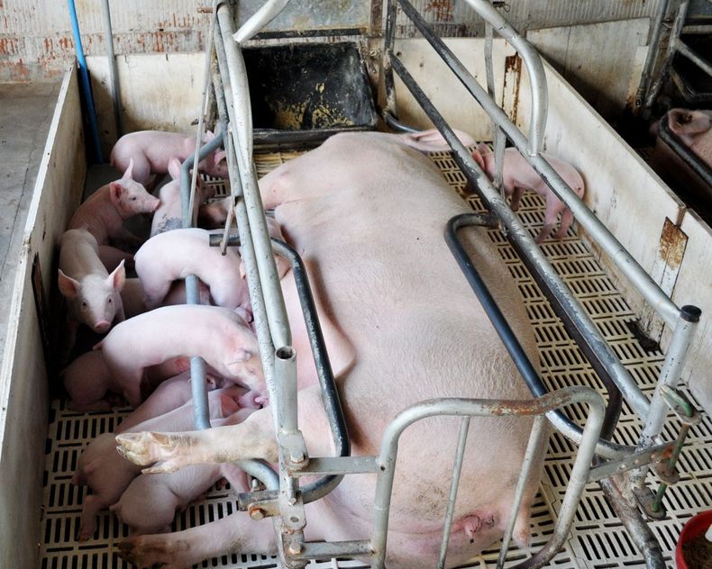 Foto cerdos 2 e1502995436835.jpg