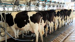 Producción láctea récord y precios en caída libre. Producción láctea récord y precios en caída libre.