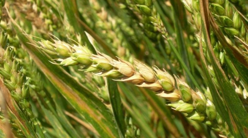 Modelos del INTA para anticipar riesgos en trigo.