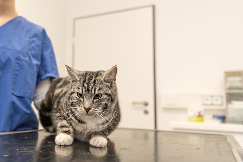 La investigación en medicina de felinos subraya la importancia del equilibrio de bicarbonato para la función renal saludable.