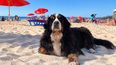 Senasa digitaliza Certificados veterinarios para viajes de animales.