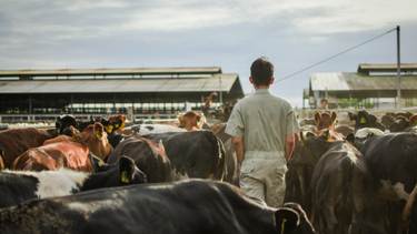 La OMSA impulsa el compromiso político por la sanidad animal global.