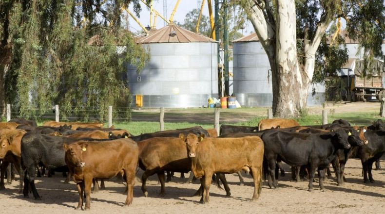 Senasa implementó una DDJJ para exportadores de productos de origen animal y vegetal.