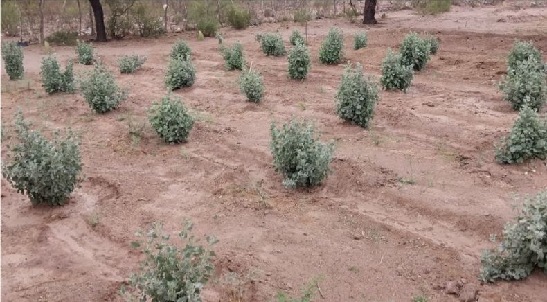 El INTA se recomienda el uso de la zampa para mejorar la producción.