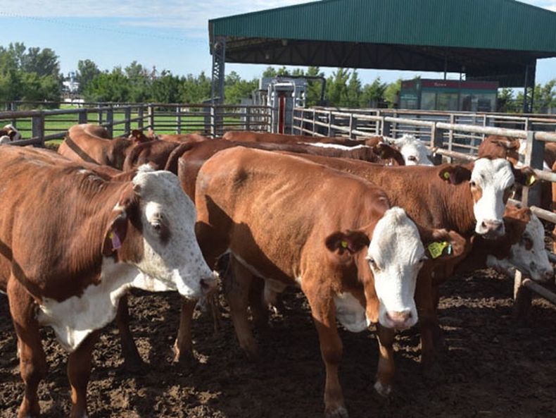 Guercetti feedlot Conecar.jpg