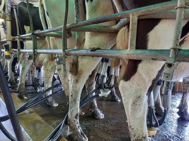 El grupo de la UNLP trabaja para darle pelea a la resistencia a los antimicrobianos en la lechería.&nbsp;&nbsp;