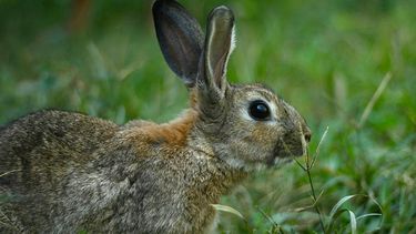 Los importadores deberán presentar formalmente una solicitud de importación de conejos en calidad de animales de compañía.