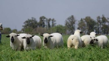 Los criadores de los ovinos Hampshire Down quieren posicionar a la raza como referente en la producción ovina.