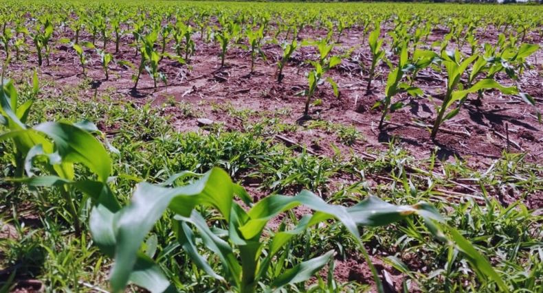 El maíz tardío puede ser un componente relevante en la transición hacia agroecosistemas más saludables.