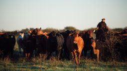 Mercados ganaderos comienzan a detectar una incipiente retención de hembras. Mercados ganaderos comienzan a detectar una incipiente retención de hembras.