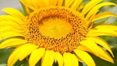 El objetivo buscado es maximizar la radiación interceptada durante la fase de llenado del grano, una etapa importante en el rendimiento del girasol y el contenido de aceite, lo que impactaría en el rendimiento del cultivo.