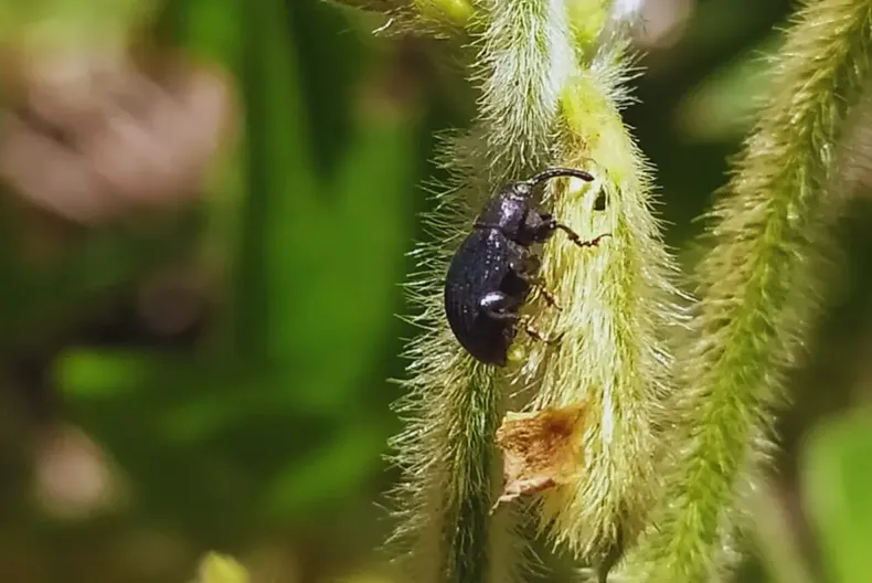 En soja, la plaga ya provoca pérdidas del 70%.