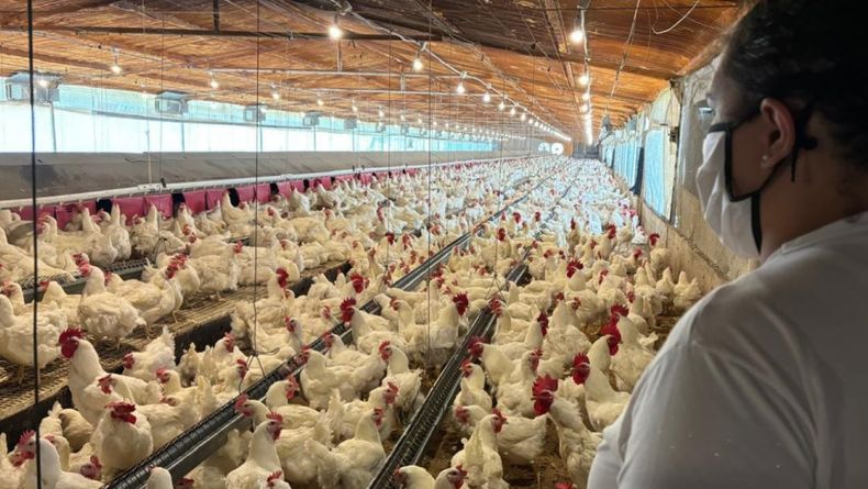 El estatus de libre de influenza aviar permite sostener las exportaciones degenética.