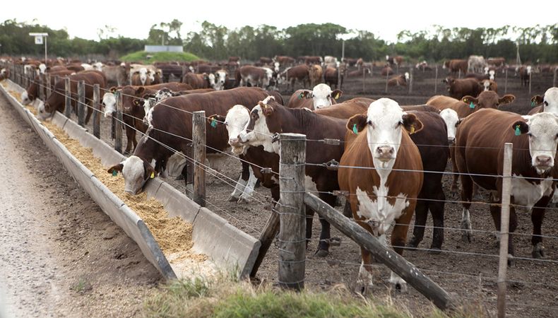 El feedlot se consolida como una herramienta estratégica para la terminación.