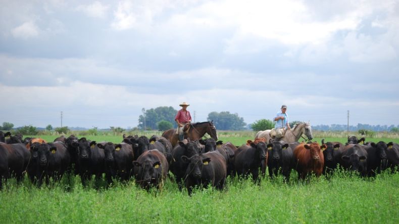 La implantación de pasturas presenta una enorme oportunidad para mejorar la eficiencia productiva.