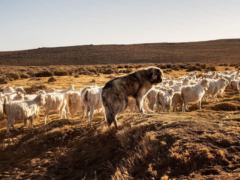 Perros protectores y producción ganadera: coexistencia con fauna silvestre.