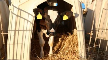 Las enfermedades clostridiales son un flagelo para&nbsp; los criadores de terneros.