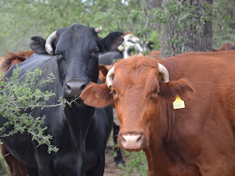 La Fauba comparte recomendaciones.