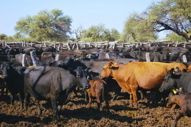 La sequía pasada será un gran condicionante de la oferta de bovinos en el presente ciclo.